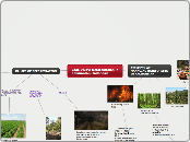 Case Study: Deforestation in Kalimantan, Indonesia