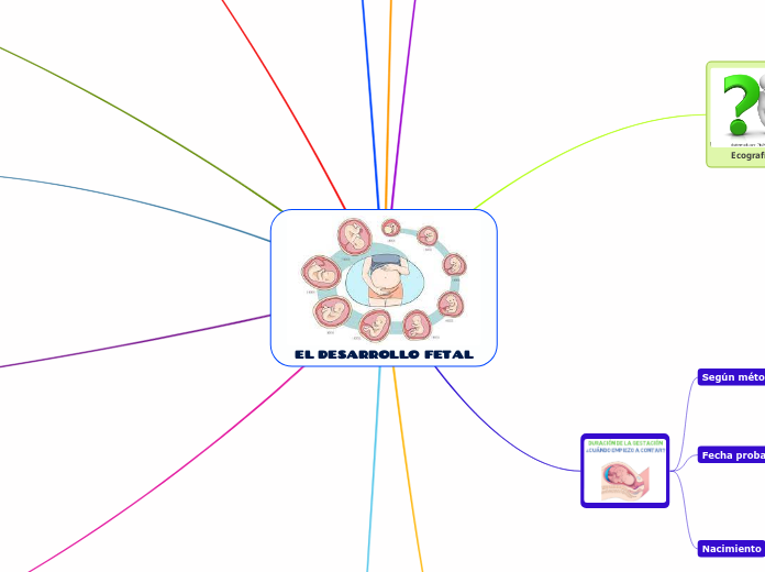 EL DESARROLLO FETAL