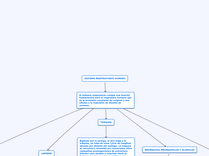 SISTEMA RESPIRATORIO HUMANO