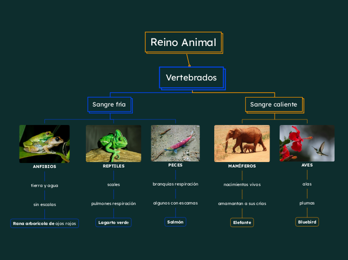 Reino Animal