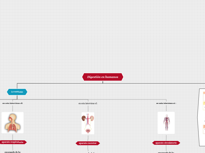 Digestión en humanos - Mapa Mental