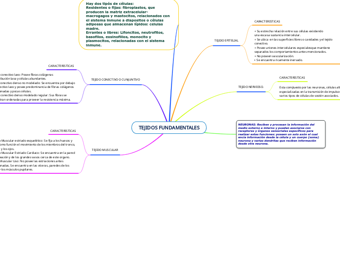 TEJIDOS FUNDAMENTALES