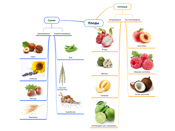 Плоды - Мыслительная карта
