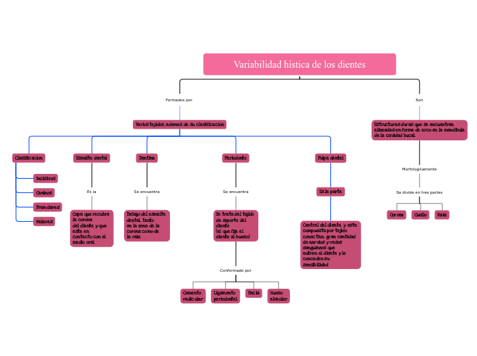 Variabilidad hística de los dientes