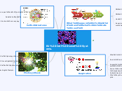 B1 Cell Level Systems. - Mind Map