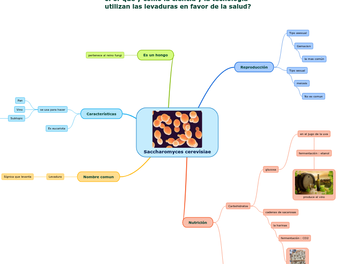 Saccharomyces cerevisiae