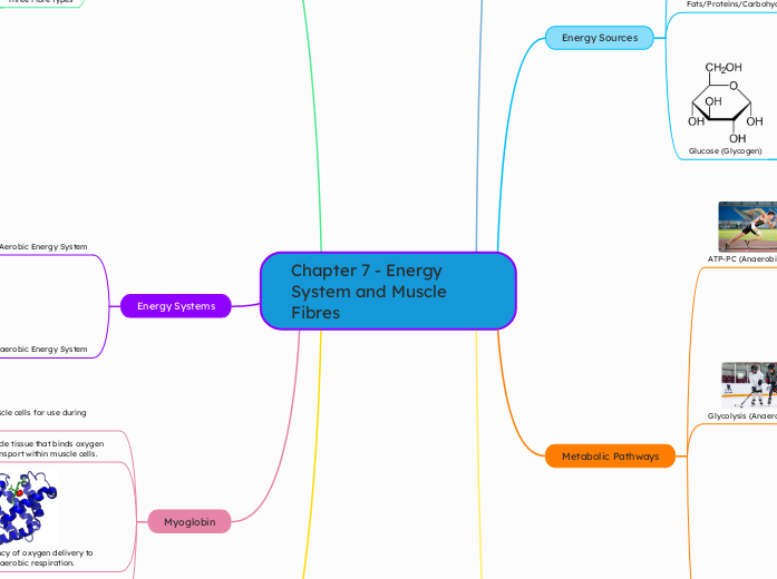 Chapter 7 - Energy System and Muscle Fibres