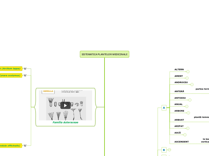 SISTEMATICA PLANTELOR MEDICINALE - Hartă mentală