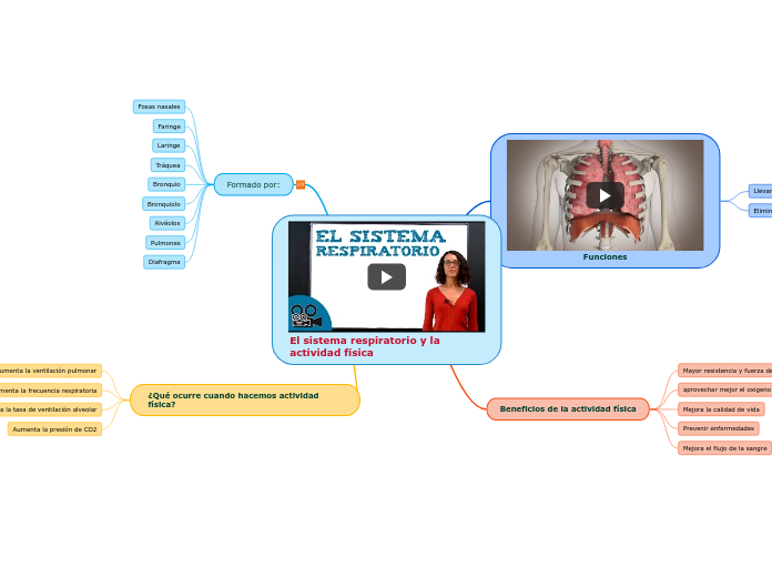 El sistema respiratorio y la actividad física