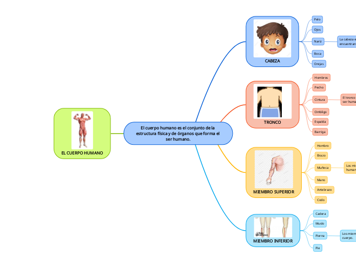 El cuerpo humano es el conjunto de la estructura física y de órganos que forma el ser humano.