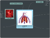 Circulartory System  - Mind Map