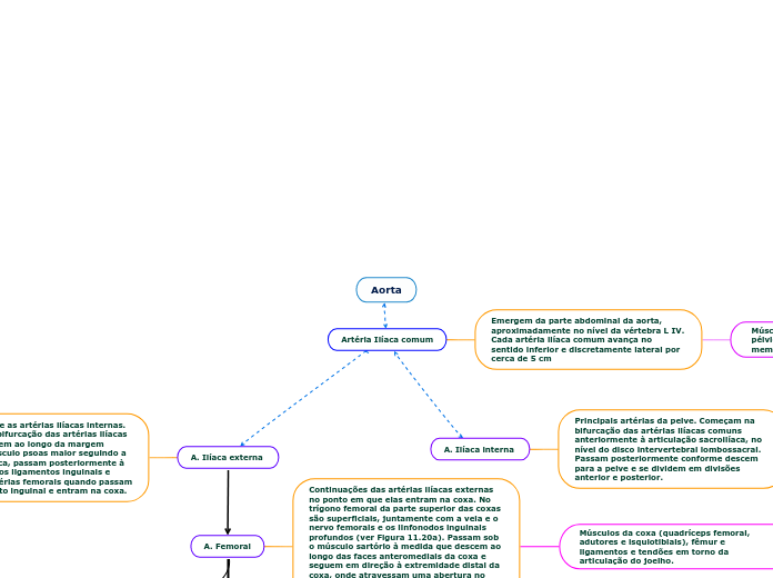 Aorta - Mapa Mental
