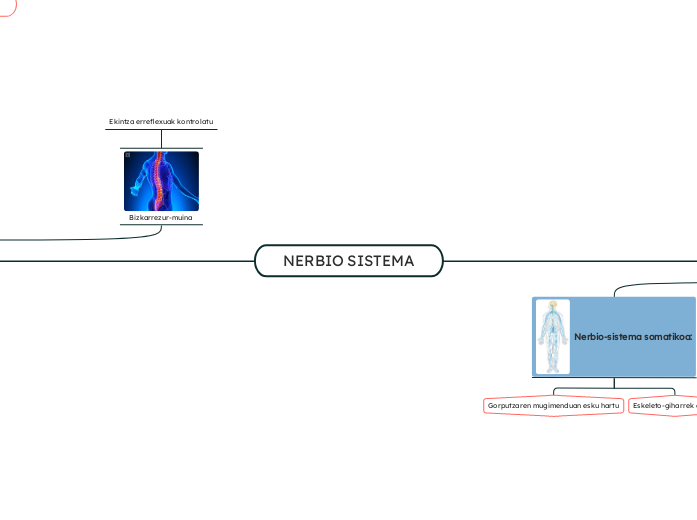 NERBIO SISTEMA