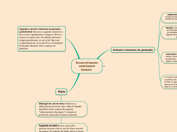 Desenvolvimento
    embrionário
       humano