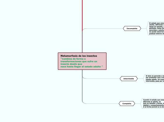 Metamorfosis de los insectos "Cambios d...- Mapa Mental