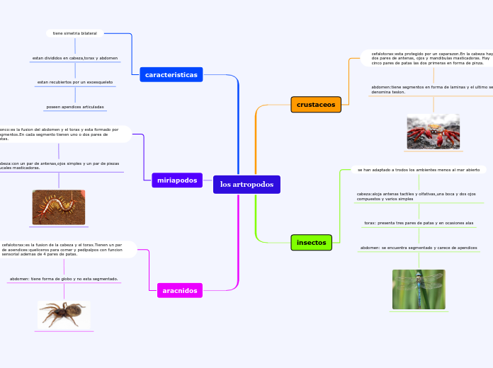los artropodos
