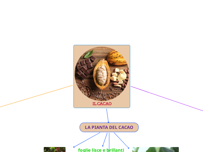 IL CACAO