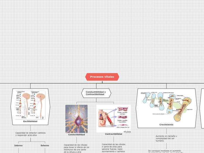 Procesos vitales - Mapa Mental