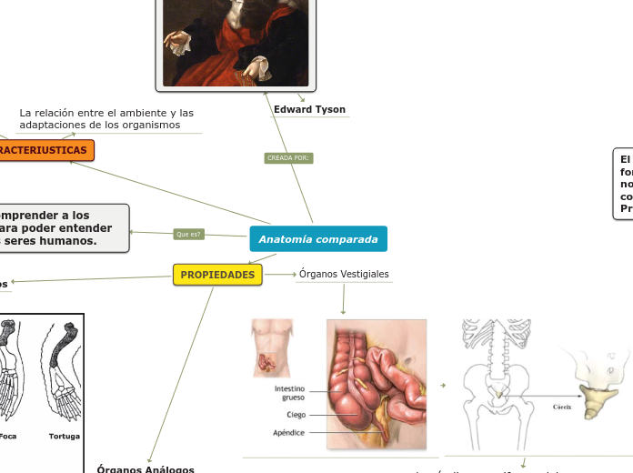 Anatomía comparada - Mapa Mental