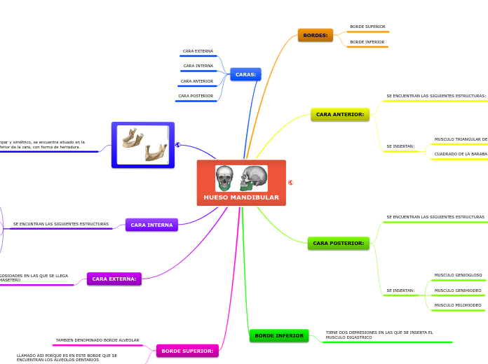 HUESO MANDIBULAR