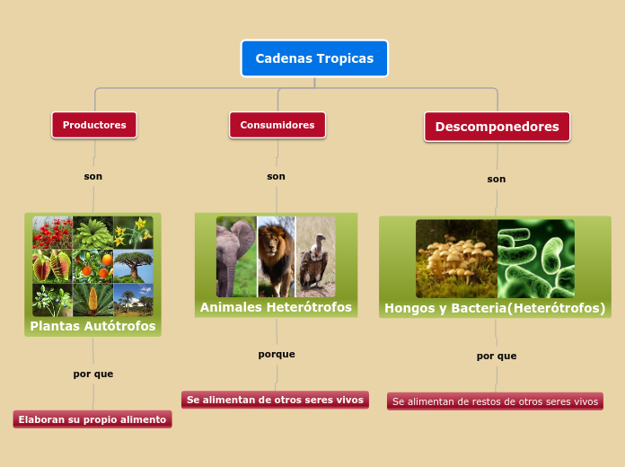 Cadenas Tropicas - Mapa Mental