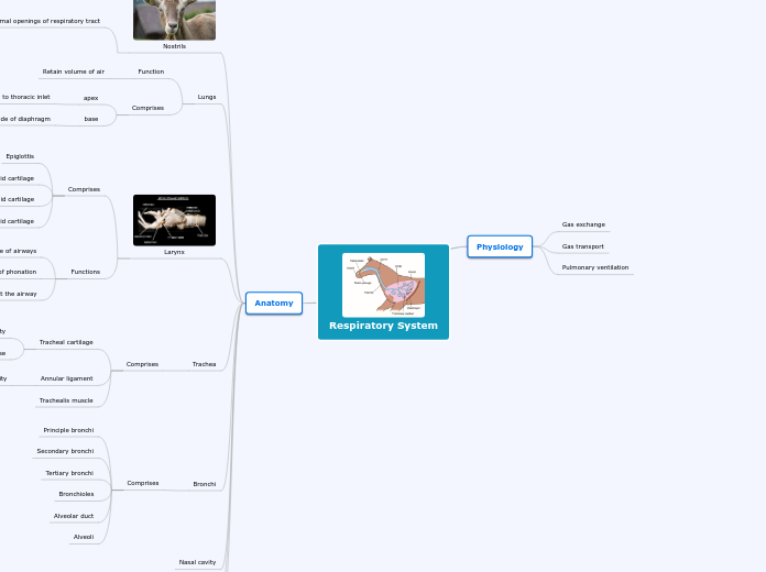 Respiratory System