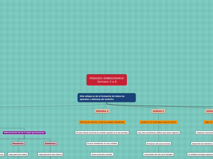 PERIODO EMBRIONARIO
        Semana 3 a 8