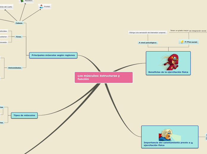 Los músculos: Estructuras y función - Mapa Mental