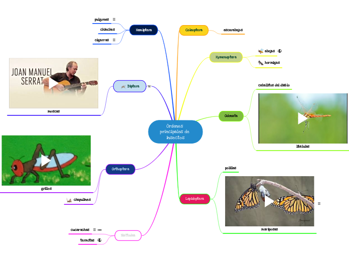 Órdenes principales de insectos