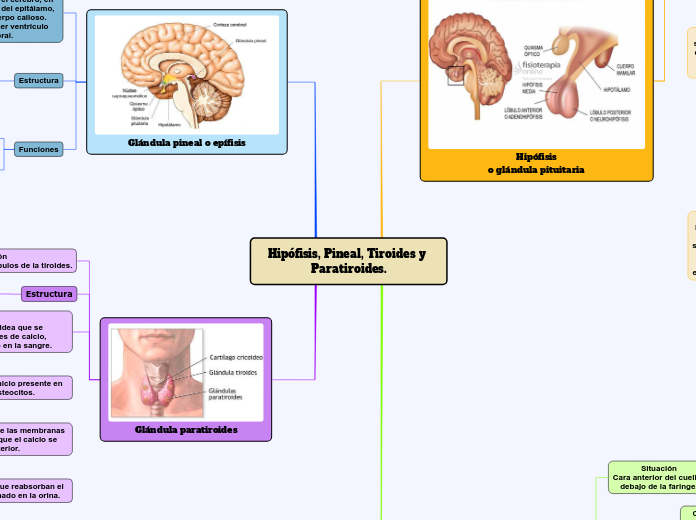 Hipófisis, Pineal, Tiroides y Paratiroides.