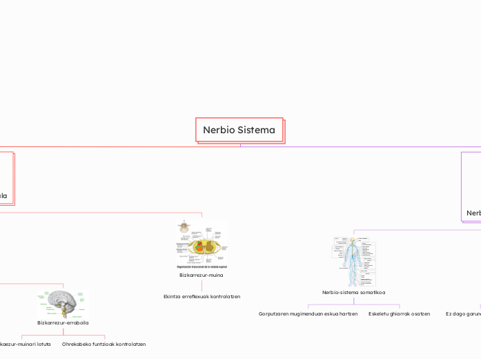 Nerbio Sistema