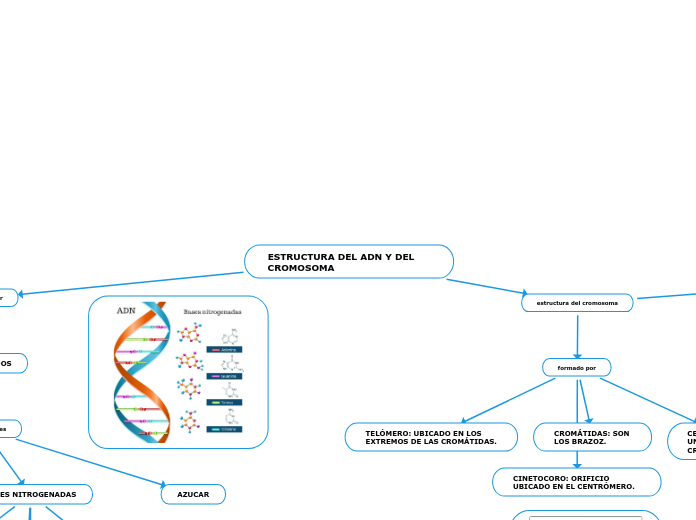 ESTRUCTURA DEL ADN Y DEL CROMOSOMA