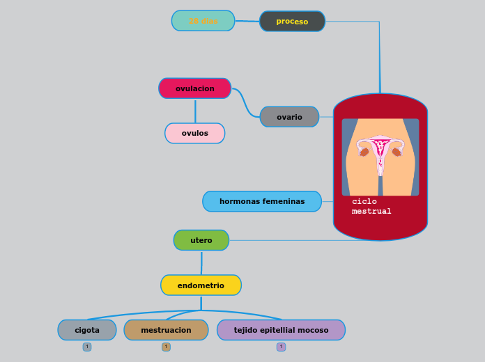 ciclo mestrual - Mapa Mental