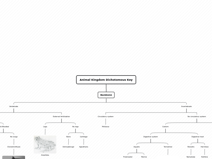 Animal Kingdom Dichotomous Key - Mind Map