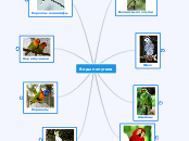 Виды попугаев - Мыслительная карта