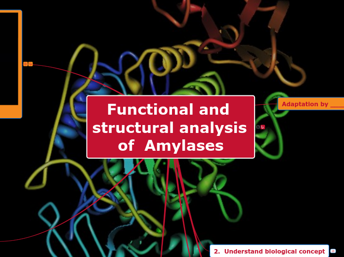 Functional and structural analysis of  Amylases