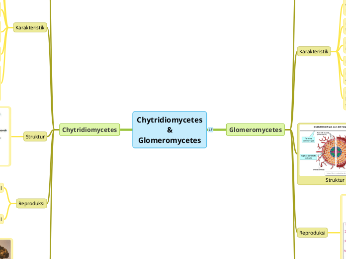 Chytridiomycetes
&
Glomeromycetes