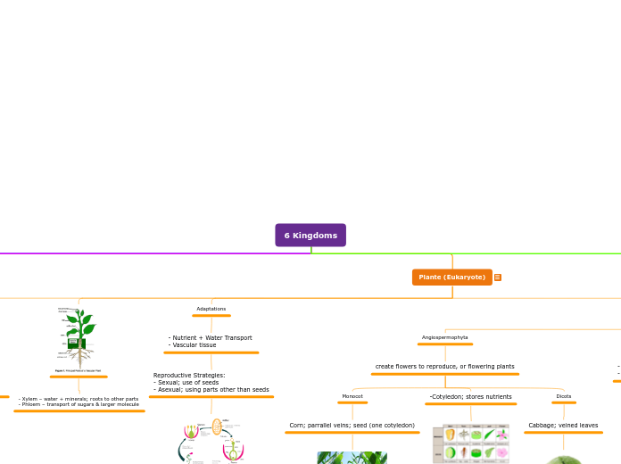 6 Kingdoms - Mind Map