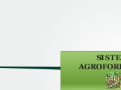 PLE- SISTEMAS AGROFORESTALES