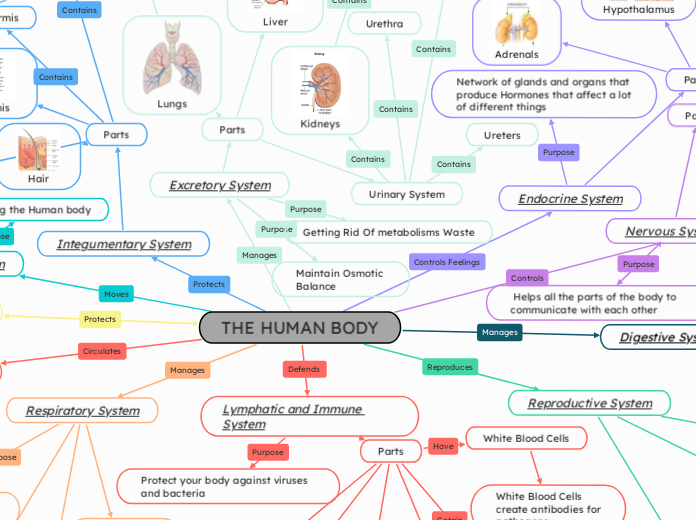 THE HUMAN BODY