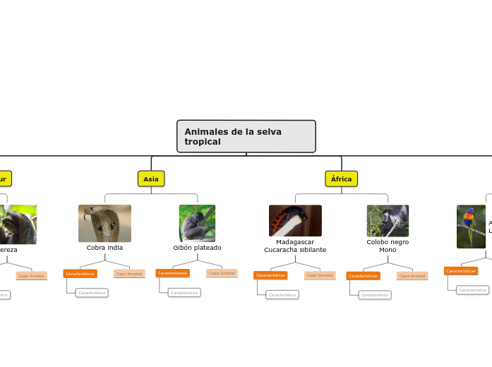 Tipos de animales de la selva tropical