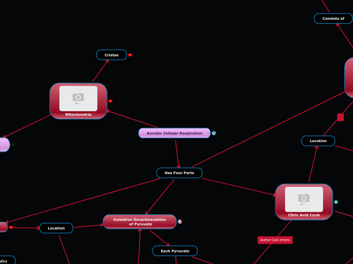 Cellular Respiration Concept  Map