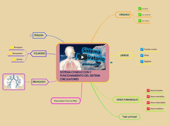 SISTEMA CONDUCCION Y FUNCIONAMIENTO DEL...- Mapa Mental