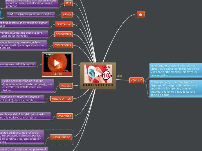 PARTES DEL OJO