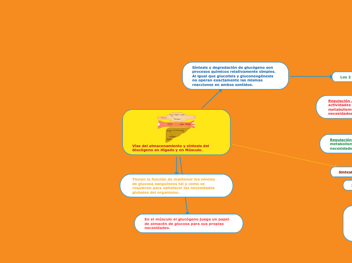 Vías del almacenamiento y síntesis del Glucógeno en Hígado y en Músculo.
