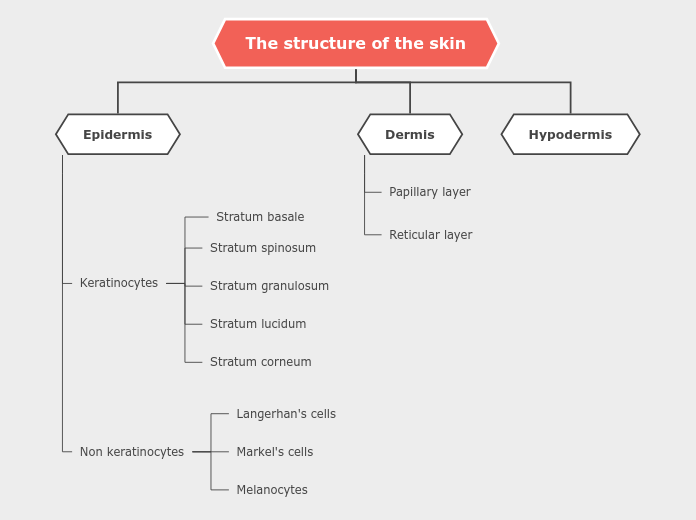 The structure of the skin - Mind Map