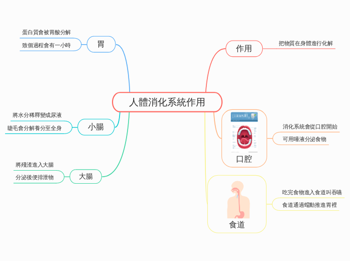 人體消化系統作用 - 思維導圖