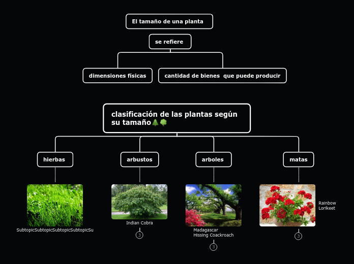 clasificación de las plantas según su tamaño🌲🌳