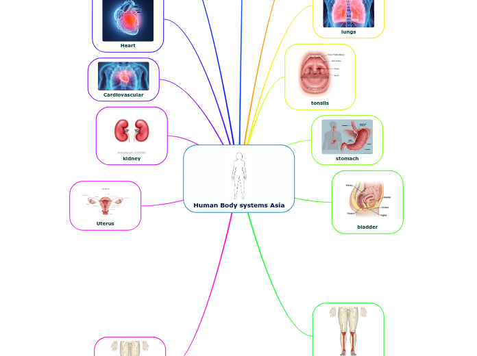 Human Body systems Asia