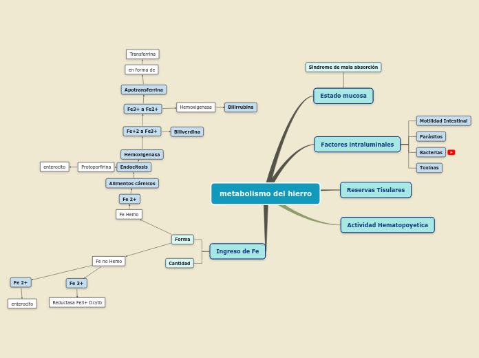 metabolismo del hierro - Mapa Mental